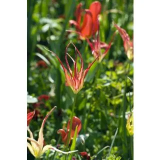 Compra TULIPÁN ACUMINATA (100 Unid.). en la tienda online Fito Agrícola