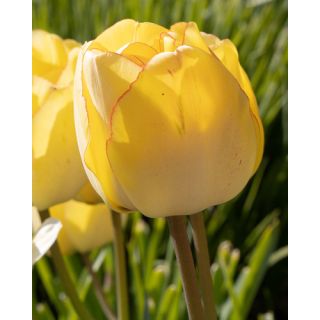 Compra TULIPÁN AKEBONO (100 Unid.) en la tienda online Fito Agrícola