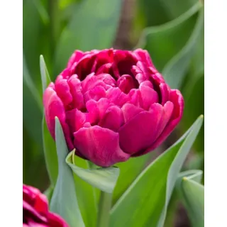 Compra TULIPÁN ALISON BRADLEY (100 Unid.). en la tienda online Fito Agrícola