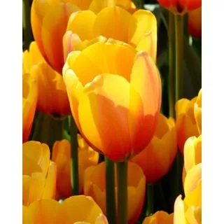 Compra TULIPÁN APELDOORNS ELITE (100 Unid.) en la tienda online Fito Agrícola