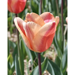 Compra TULIPÁN APRICOT FOXX (100 Unid.) en la tienda online Fito Agrícola