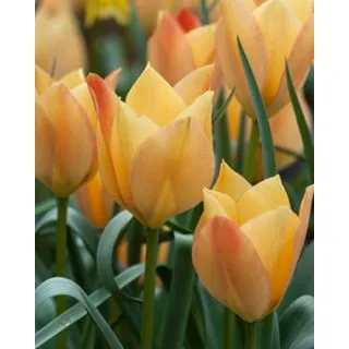 Compra TULIPÁN BATALINII BRIGHT GEM (100 Unid.). en la tienda online Fito Agrícola