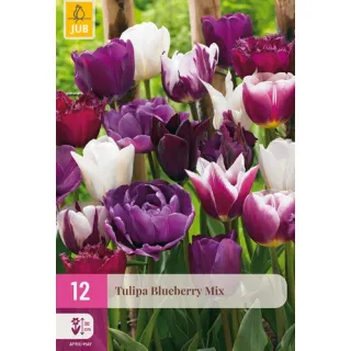 Compra TULIPÁN BLUEBERRY MIX XXL en la tienda online Fito Agrícola