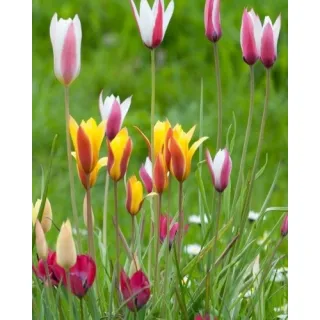 Compra TULIPÁN BOTÁNICO MIX (100 Unid.). en la tienda online Fito Agrícola