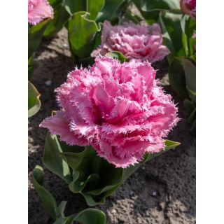 Compra TULIPÁN CAIRNS (100 Unid.). en la tienda online Fito Agrícola