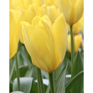 Compra TULIPÁN CANDELA (100 Unid.). en la tienda online Fito Agrícola