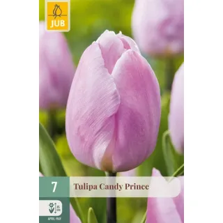 Compra TULIPÁN CANDY PRINCE en la tienda online Fito Agrícola