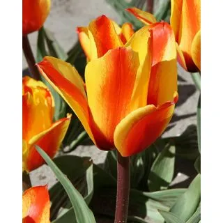 Compra TULIPÁN CAPE COD (100 Unid.). en la tienda online Fito Agrícola