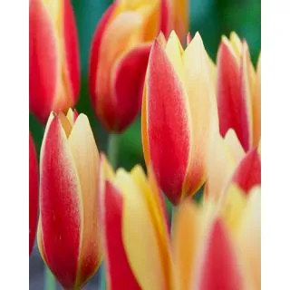 Compra TULIPÁN CHRYSANTHA TUBERGEN'S GEM (100 Unid.). en la tienda online Fito Agrícola