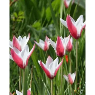 Compra CLUSIANA PEPPERMINTSTICK (100 Unid.). en la tienda online Fito Agrícola