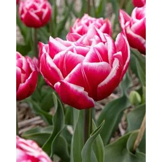 Compra TULIPÁN COLUMBUS (100 Unid.). en la tienda online Fito Agrícola