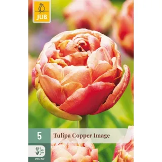 Compra TULIPÁN COPPER IMAGE en la tienda online Fito Agrícola