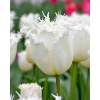 Compra TULIPÁN CRICKO (100 Unid.). en la tienda online Fito Agrícola