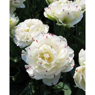 Compra TULIPÁN DANCELINE (100 Unid.). en la tienda online Fito Agrícola