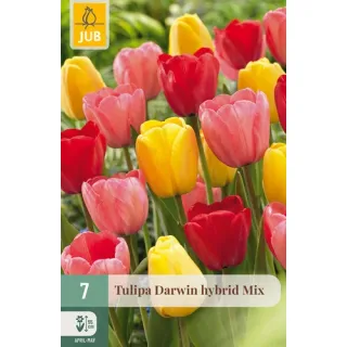 Compra TULIPÁN DARWIN HÍBRIDO MIX en la tienda online Fito Agrícola