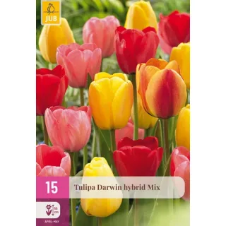 Compra TULIPÁN DARWIN HÍBRIDO MIX XXL en la tienda online Fito Agrícola