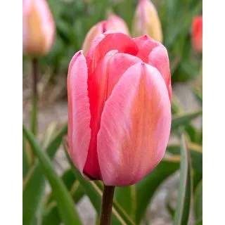 Compra TULIPÁN DESIGN IMPRESSION (100 Unid.) en la tienda online Fito Agrícola
