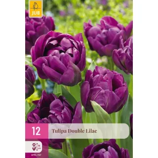Compra TULIPÁN DOUBLE LILAC XXL en la tienda online Fito Agrícola
