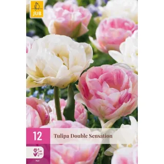 Compra TULIPÁN DOUBLE SENSATION XXL en la tienda online Fito Agrícola
