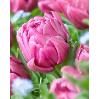 Compra TULIPÁN DOUBLE YOU (100 Unid.). en la tienda online Fito Agrícola