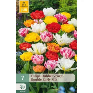 Compra TULIPÁN DOBLE EARLY MIX en la tienda online Fito Agrícola
