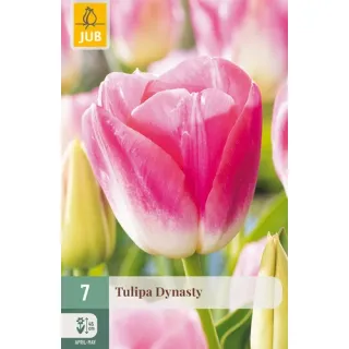 Compra TULIPÁN DYNASTY en la tienda online Fito Agrícola
