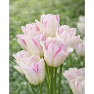 Compra TULIPÁN EMILIE (100 Unid.). en la tienda online Fito Agrícola