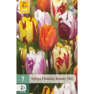 Compra TULIPÁN FLAMING BEAUTY MIX en la tienda online Fito Agrícola