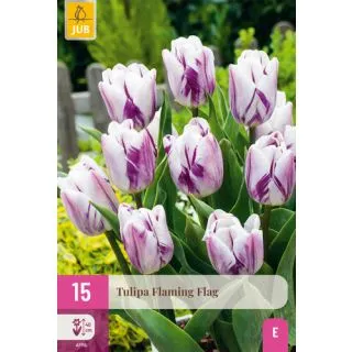Compra TULIPÁN FLAMING FLAG XXL en la tienda online Fito Agrícola