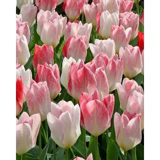 Compra TULIPÁN FLAMING PURISSIMA (100 Unid.). en la tienda online Fito Agrícola
