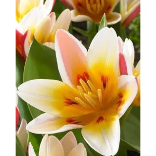 Compra TULIPÁN FLORESTA (100 Unid.). en la tienda online Fito Agrícola