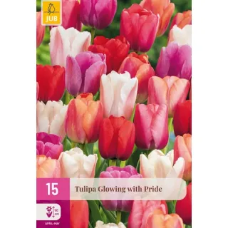 Compra TULIPÁN GLOWING WITH PRIDE XXL en la tienda online Fito Agrícola