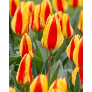 Compra TULIPÁN GOUDSTUK (100 Unid.) en la tienda online Fito Agrícola