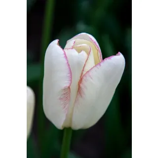 Compra TULIPÁN GRACELAND (100 Unid.). en la tienda online Fito Agrícola