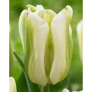 Compra TULIPÁN GREEN SPIRIT (100 Unid.). en la tienda online Fito Agrícola