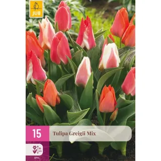 Compra TULIPÁN GREIGII MIX XXL en la tienda online Fito Agrícola