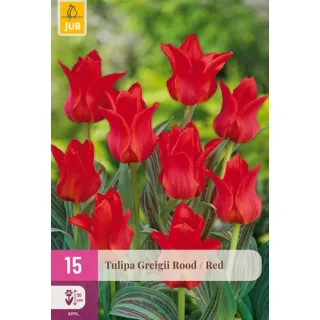 Compra TULIPÁN GREIGII RED XXL en la tienda online Fito Agrícola