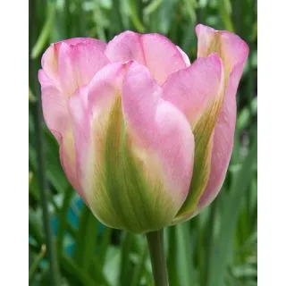 Compra TULIPÁN GROENLAND (100 Unid.). en la tienda online Fito Agrícola