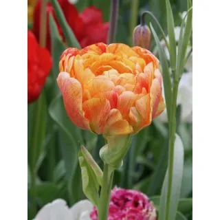 Compra TULIPÁN GUDOSHNICK DOBLE (100 Unid.). en la tienda online Fito Agrícola