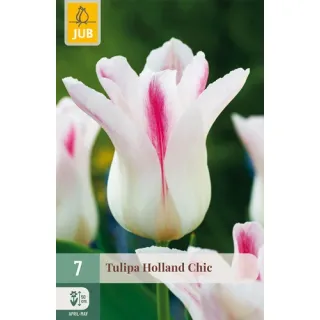 Compra TULIPÁN HOLLAND CHIC en la tienda online Fito Agrícola