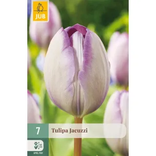 Compra TULIPÁN JACUZZI en la tienda online Fito Agrícola