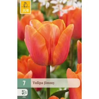 Compra TULIPÁN JIMMY en la tienda online Fito Agrícola