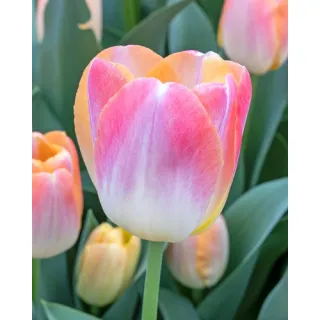 Compra TULIPÁN KUNYUN (100 Unid.). en la tienda online Fito Agrícola