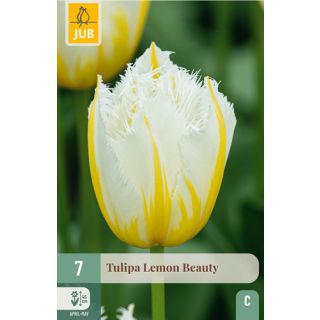 Compra TULIPÁN LEMON BEAUTY en la tienda online Fito Agrícola