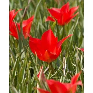 Compra TULIPÁN LINIFOLIA (100 Unid.). en la tienda online Fito Agrícola