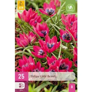 Compra TULIPÁN LITTLE BEAUTY XXL en la tienda online Fito Agrícola