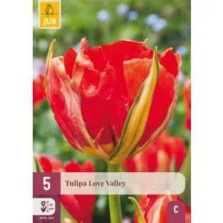 Compra TULIPÁN LOVE VALLEY en la tienda online Fito Agrícola