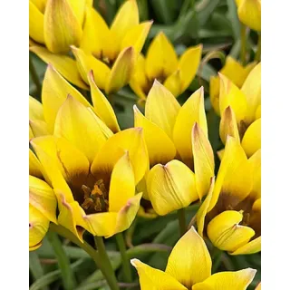 Compra TULIPÁN LUCCA (100 Unid.). en la tienda online Fito Agrícola