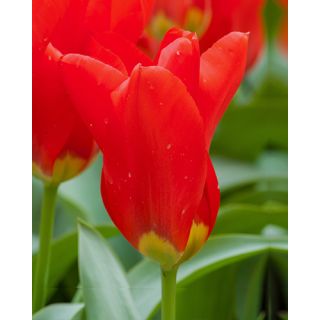 Compra TULIPÁN MADAME LEFEBER (100 Unid.) en la tienda online Fito Agrícola