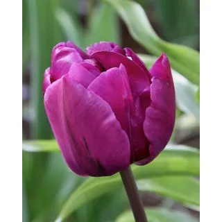 Compra TULIPÁN NEGRITA DOBLE (100 Unid.) en la tienda online Fito Agrícola